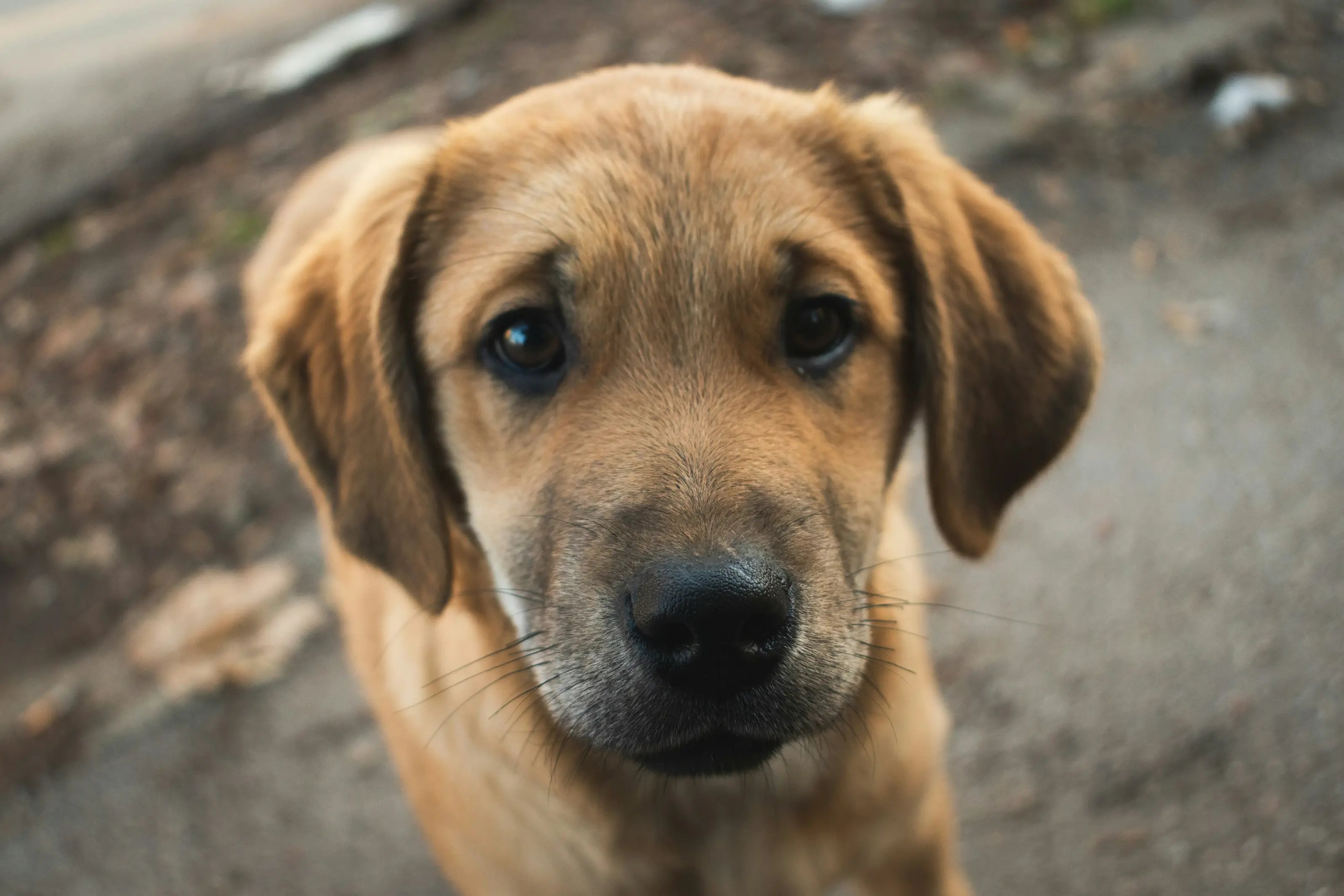 pup
